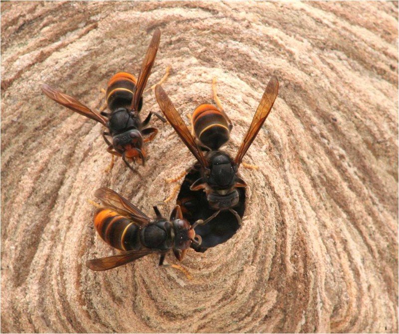 Vespa velutina, the Asian hornet